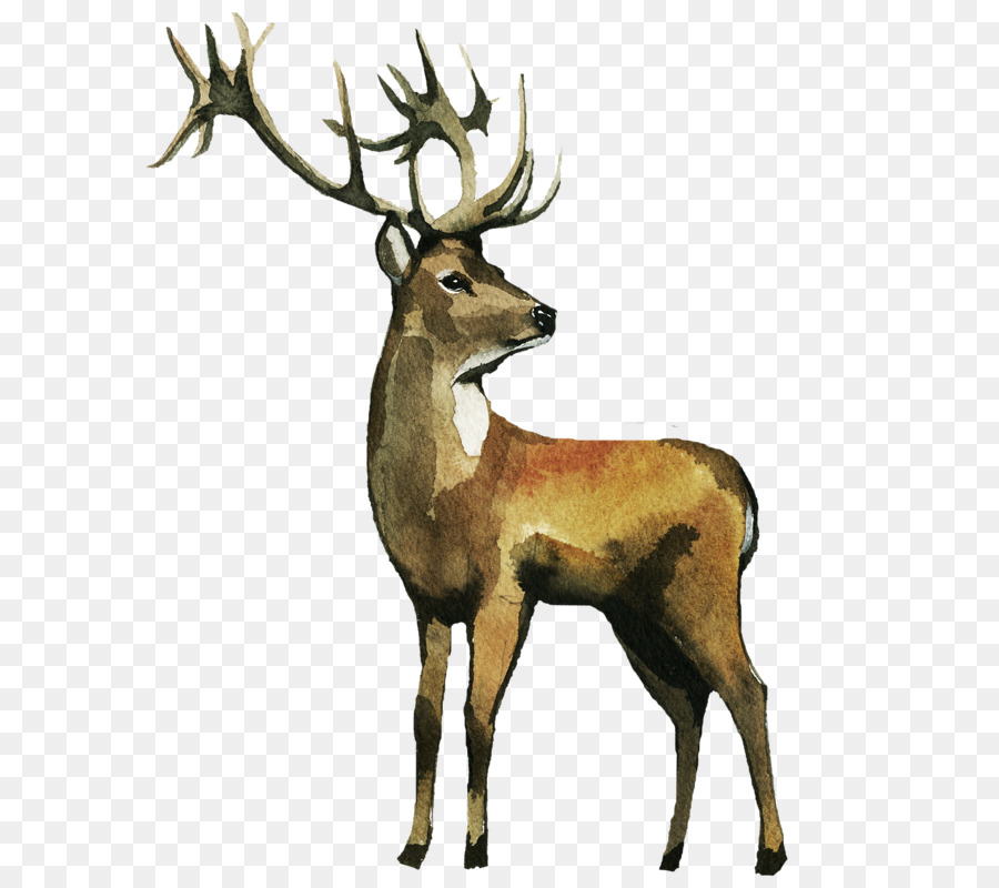 900x800 Reindeer Watercolor Painting Elk Clip Art