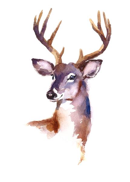 429x599 Wildlife Fabric, Deer Fabric, Watercolor Fabric, Elk Fabric 370