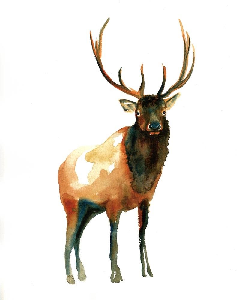 790x1000 Elk Watercolor Artwork