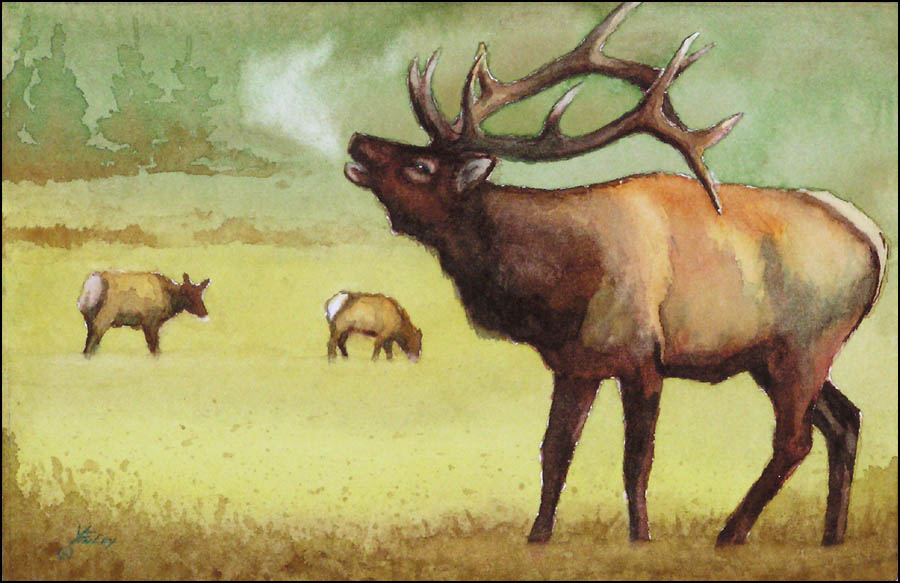 900x583 Bugle, Watercolor Painting Of Elk, By John P. Finley