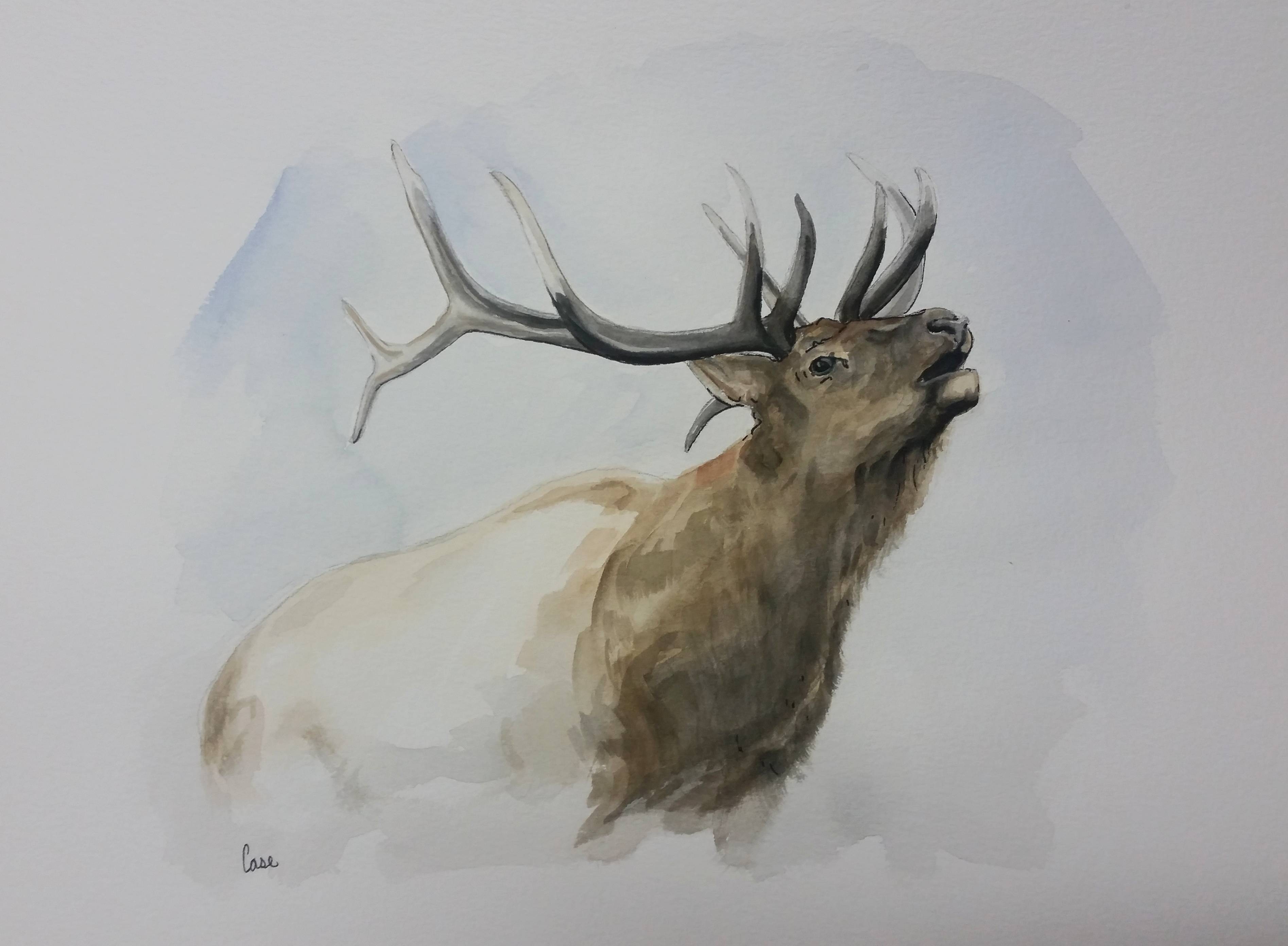 3789x2783 Bull Elk, Watercolor On Paper, 12 X 9 Art