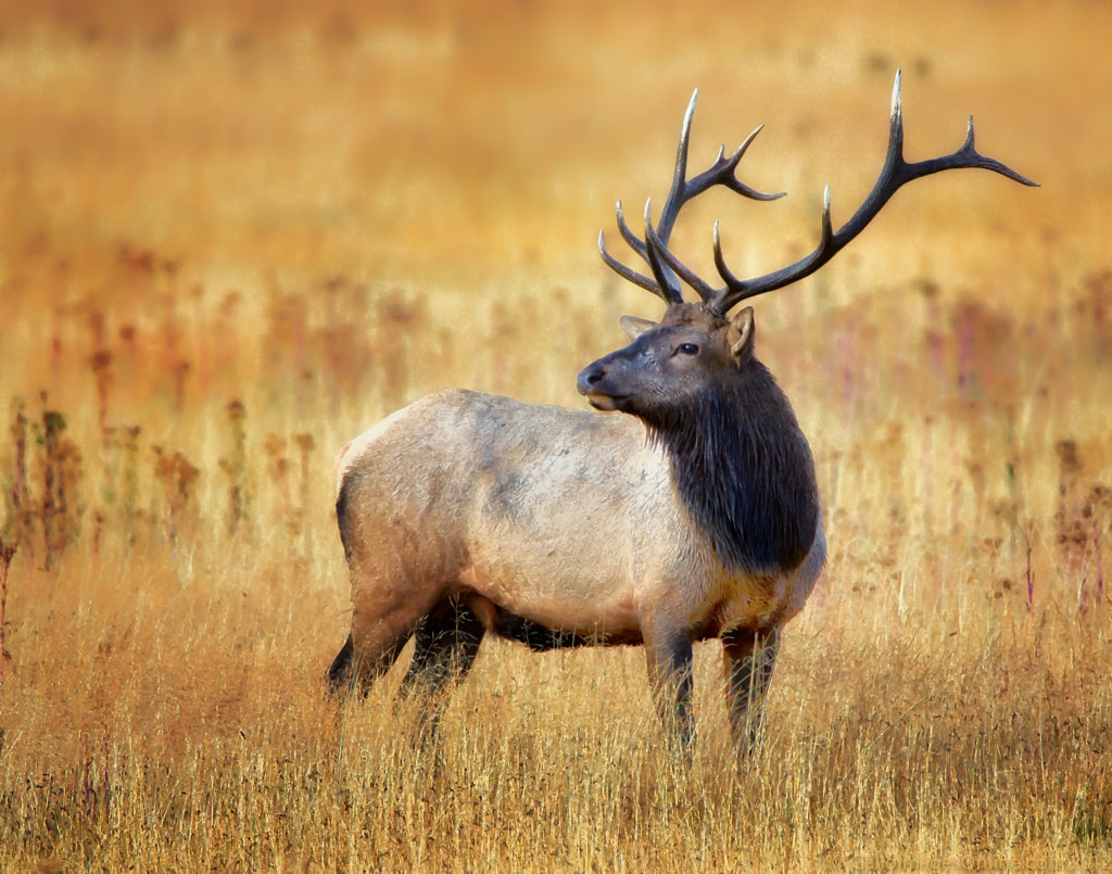 1024x805 Bull Elk