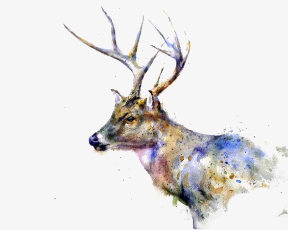 564x452 Elk, Hand Painted Elk, Creative Elk, Watercolor Elk Png Image And