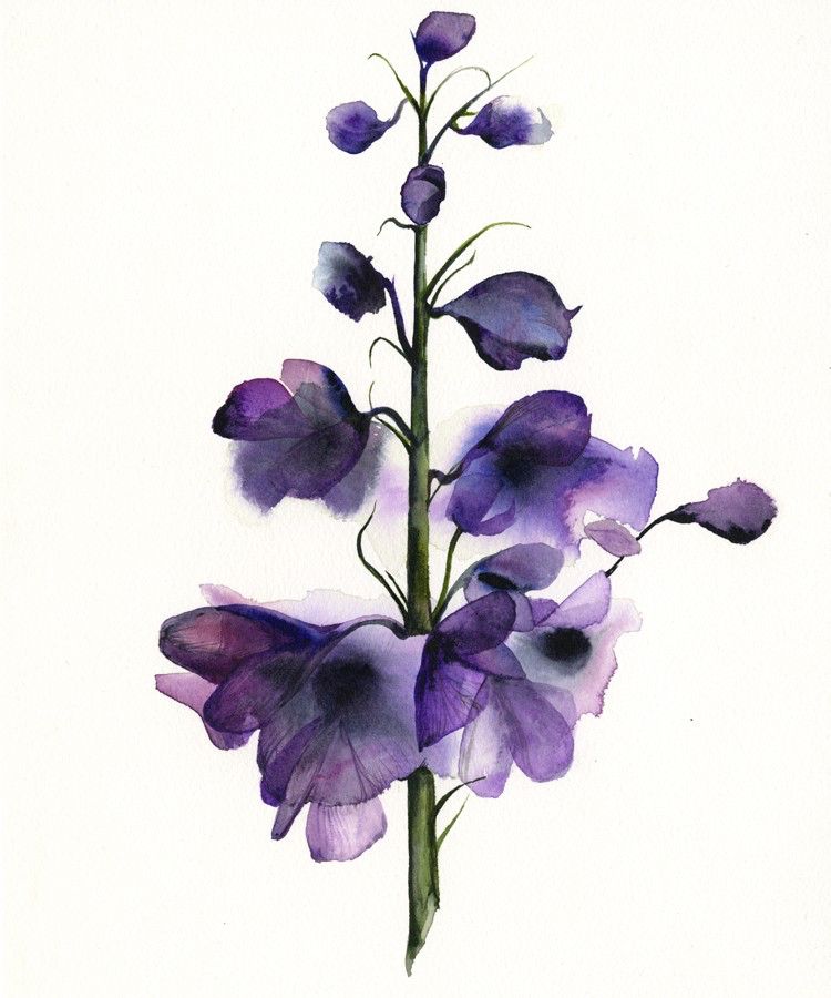 750x900 Delphinium