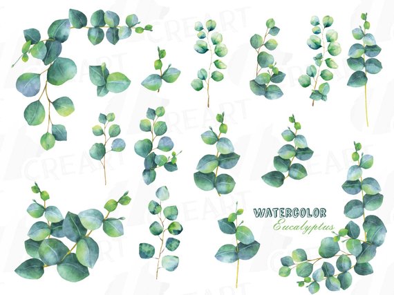 570x427 Eucalyptus Leaves And Branches Watercolor Clip Art Pack Etsy