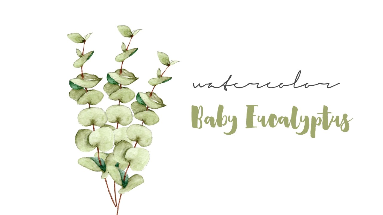 1280x720 Watercolor Baby Eucalyptus Timelapse