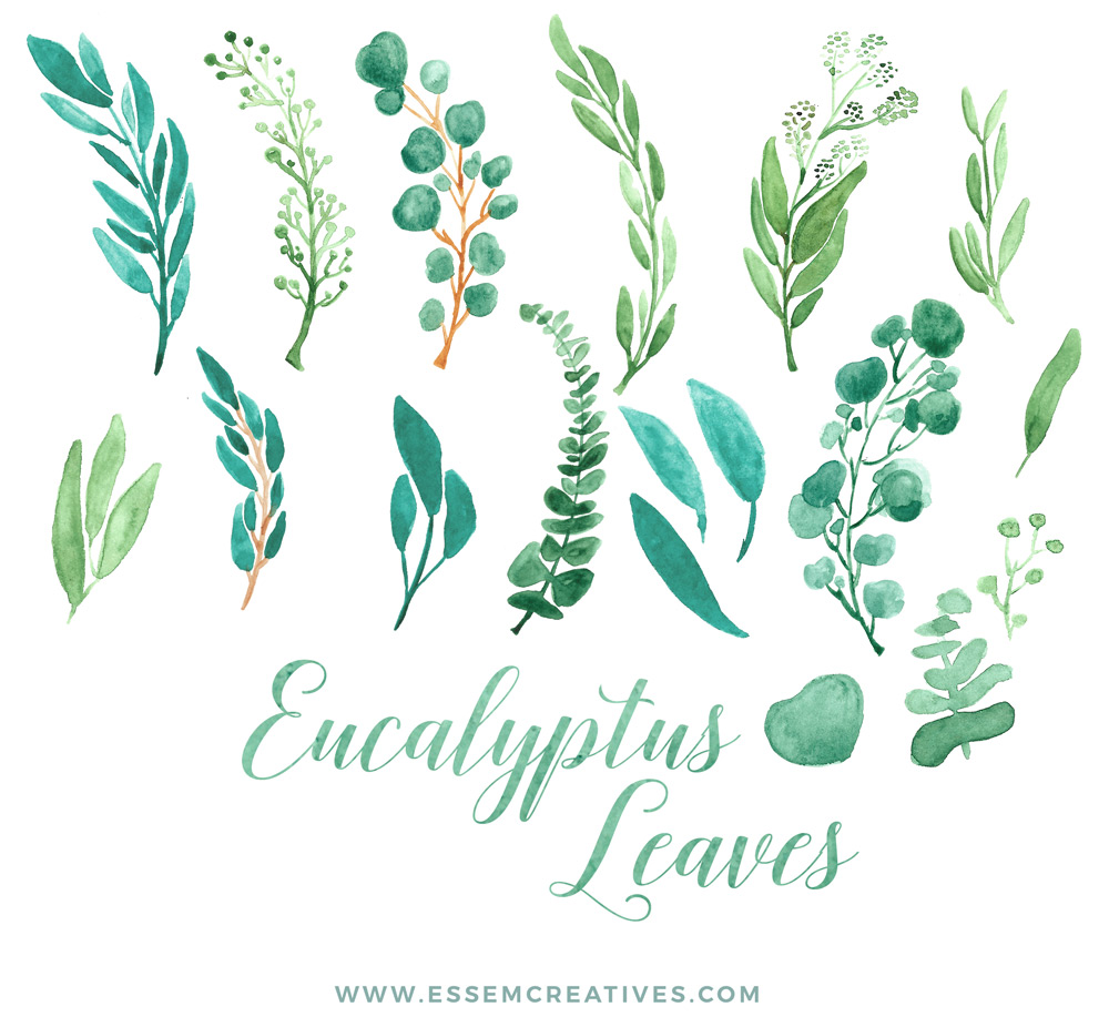 1000x917 Watercolor Eucalyptus Clipart, Eucalyptus Branches Wreaths Borders