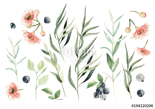 500x354 Watercolor Eucalyptus Set. Hand Painted Eucalyptus Elements And