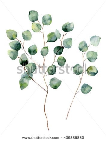 354x470 Watercolor Silver Dollar Eucalyptus With Round Leaves And Branches