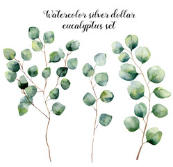 249x240 Watercolor Eucalyptus Photos, Royalty Free Images, Graphics