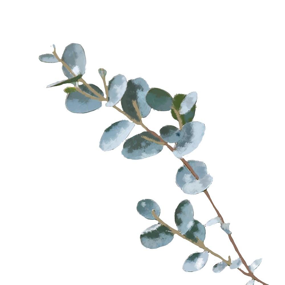 Eucalyptus Watercolor at GetDrawings | Free download