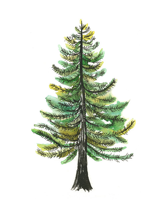 570x725 Watercolor Evergreen Tree Art Print