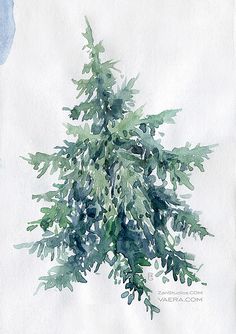 236x334 89 Best Watercolor Evergreen Trees Amp Pinecones Images