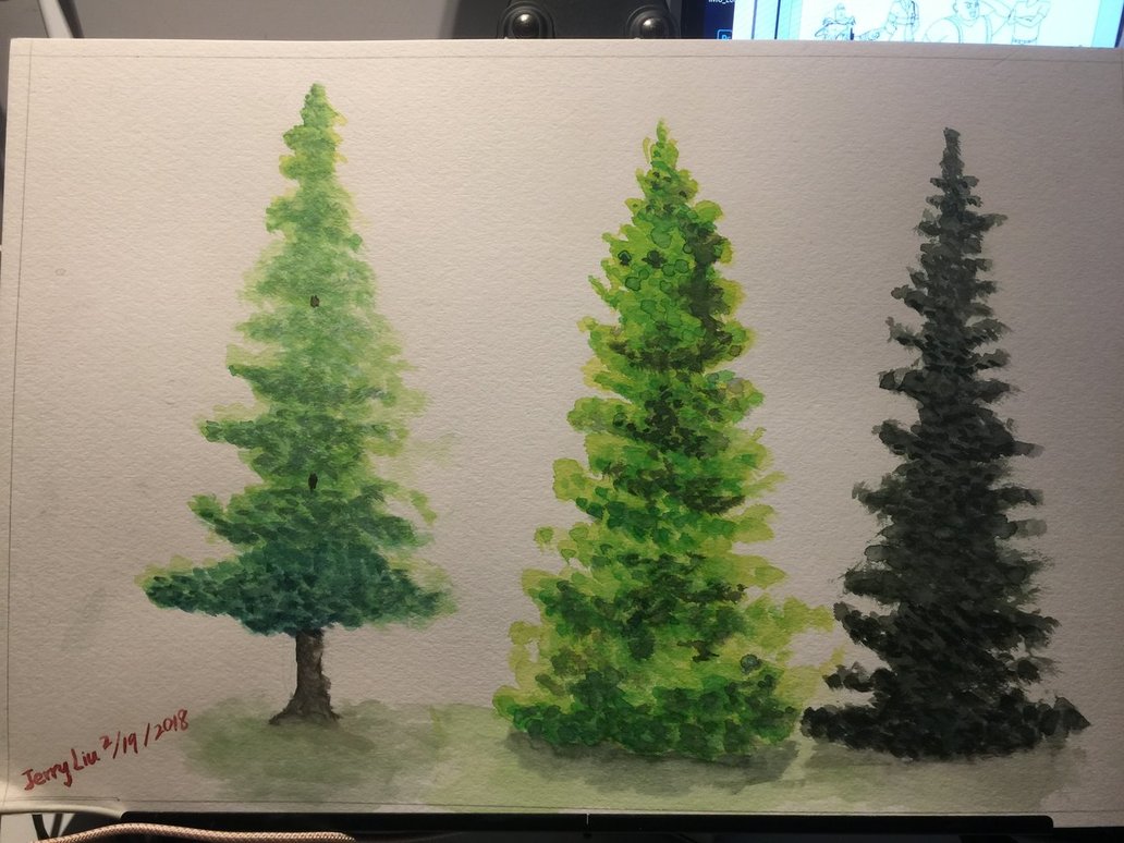 1032x774 Watercolor Painting Study Evergreen Trees By 7749