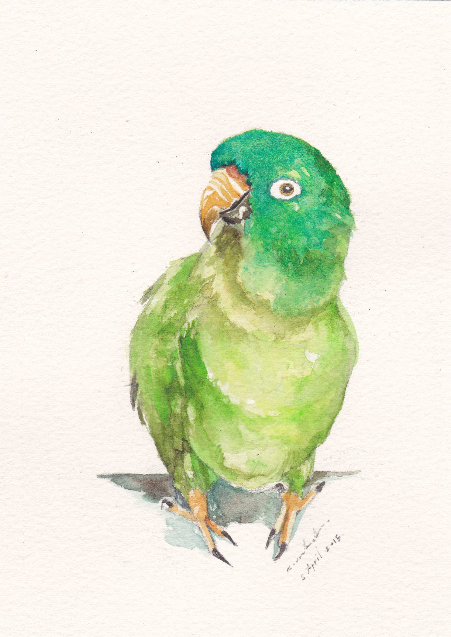 1484x2096 Original Watercolor Blue Crown Conure Parrot Httpswww.facebook