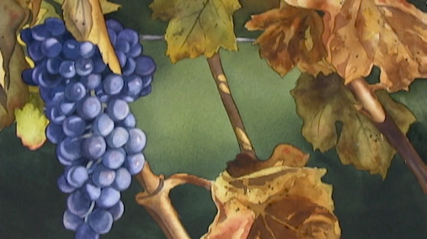 600x337 Watercolor Painting Demo How To Paint Grapes