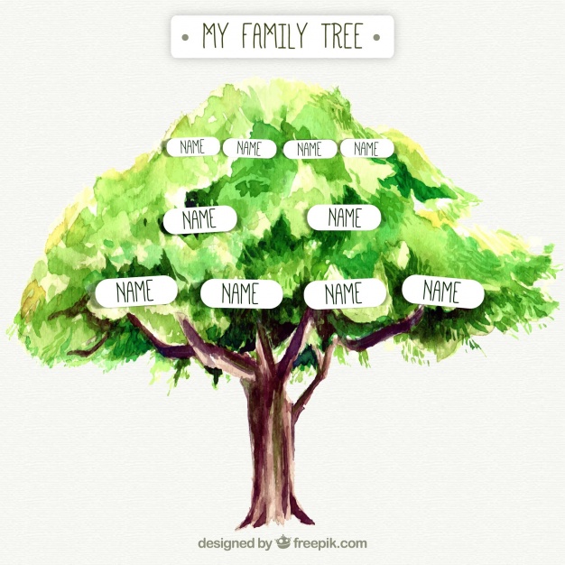 626x626 Pretty Genealogical Tree Of Watercolor Vector Free Download