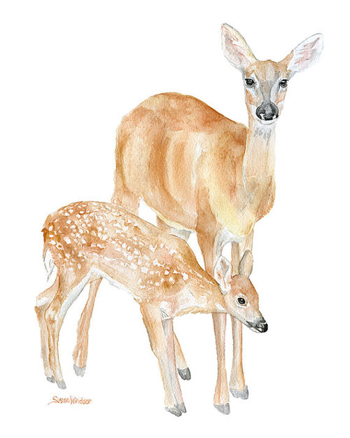 500x625 Doe And Fawn Watercolor Painting Giclee Print 8x10 By Susanwindsor