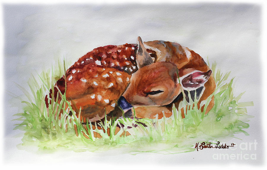 900x572 Fawn Sleeping Woodland Animal Watercolor Painting By Caitlin Lodato