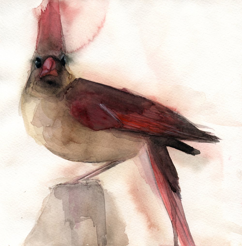 1000x1017 Bird Watercolors Holly Wach