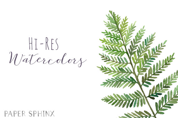 570x379 Fern Clipart Greenery