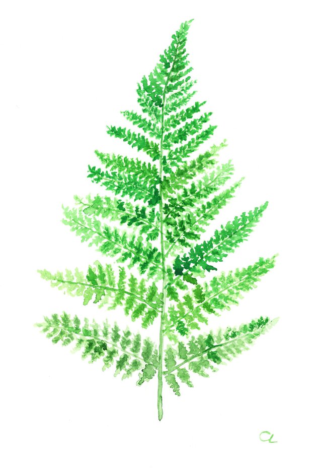 642x930 Fern Painting Fern Watercolor Art Fern Watercolor Painting Etsy