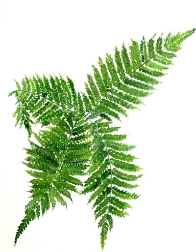 400x513 Four Way Fern Watercolor Ferns