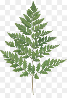 260x380 Free Download Fern Leaf Watercolor Painting Photography