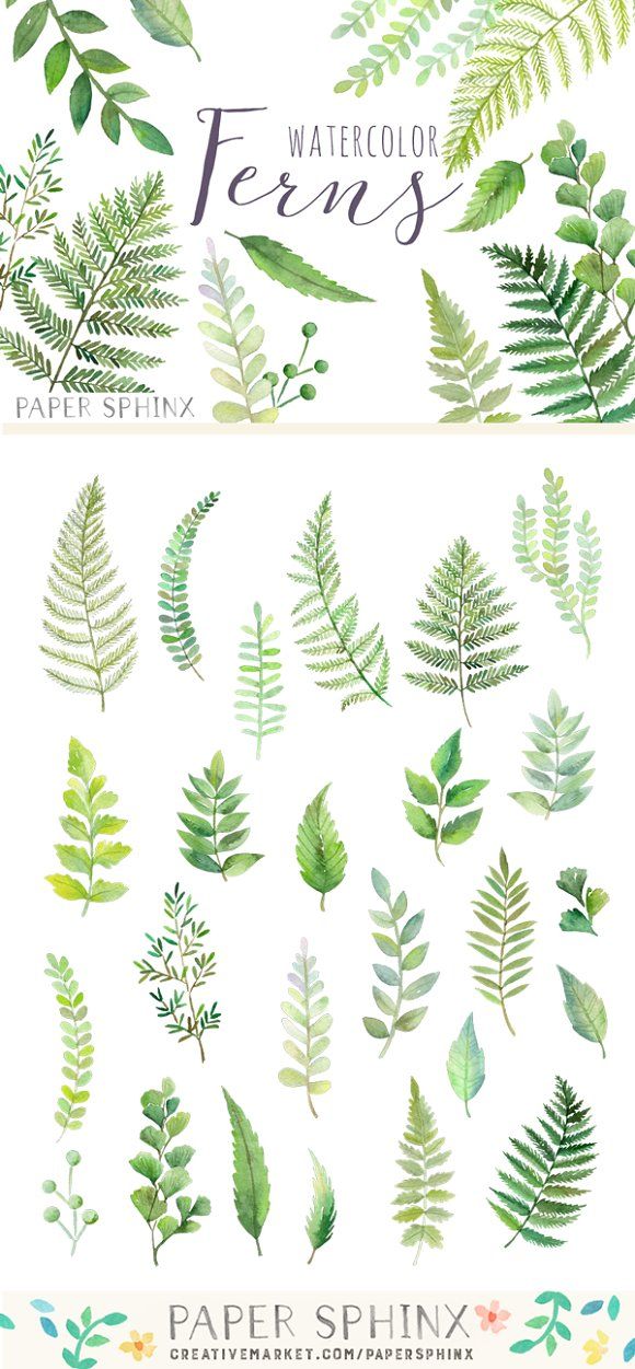 580x1251 Pin By Shannon Burnette On Design In 2018 Fern