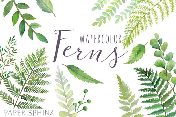 570x379 Watercolor Ferns Clipart Forest Leaves Clipart Greenery Etsy
