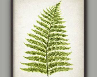 340x270 Watercolor Fern Etsy