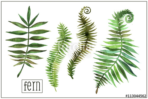 500x334 Watercolor Fern Stock Photo And Royalty Free Images On Fotolia