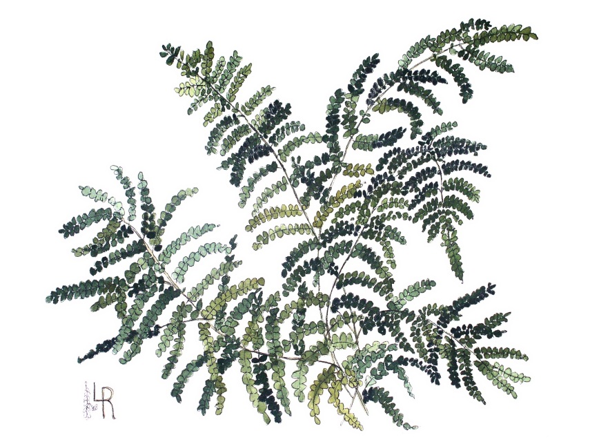855x640 Woodland Fern Botanical Watercolor Illustration