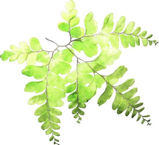 550x501 Watercolor Ferns