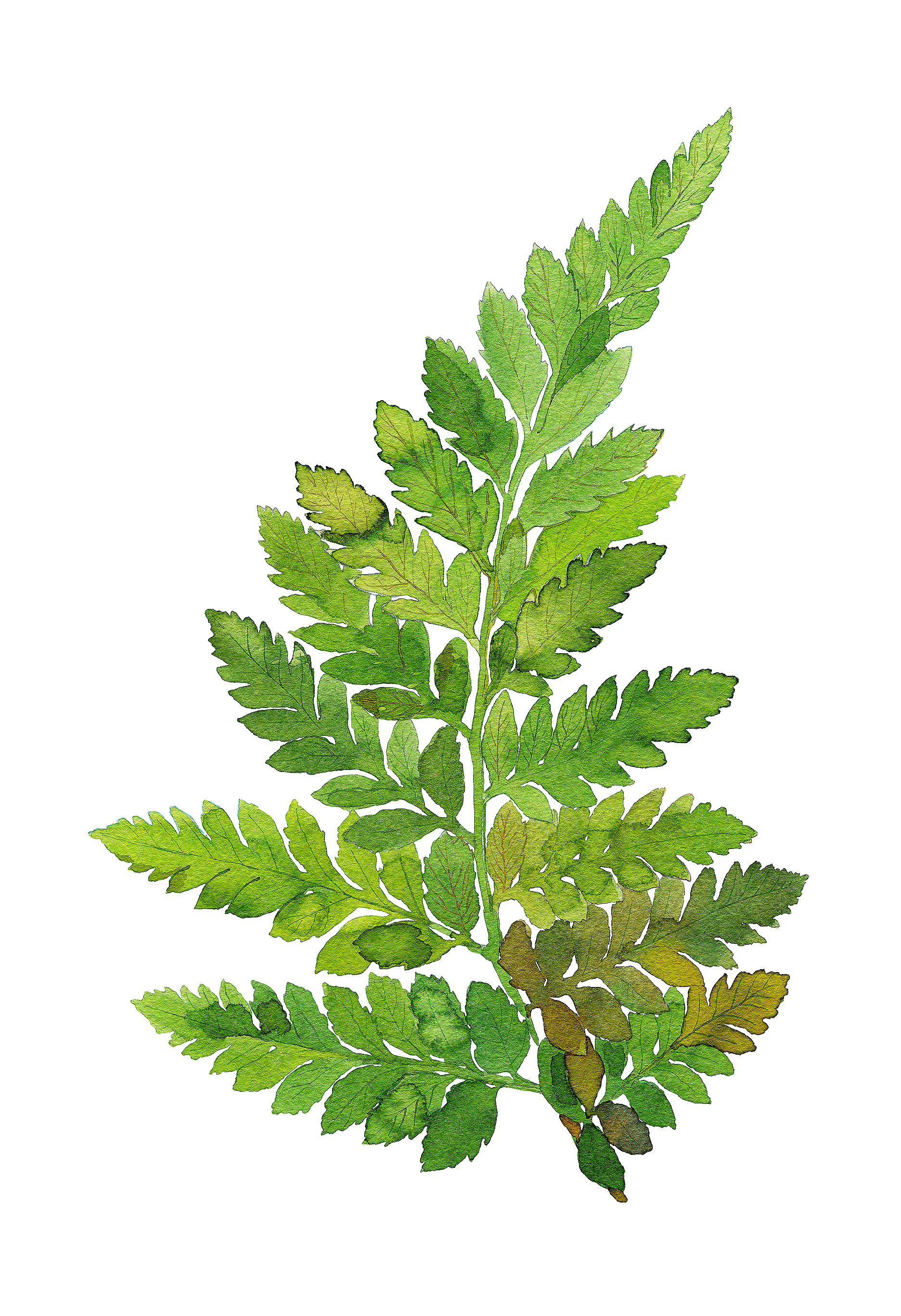 1872x2736 Bracken Fern Watercolor Home Decor Wall Decorations Prints Poster