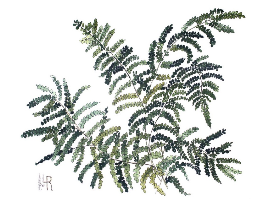 855x640 Fern Botanical Watercolor Illustration Painting
