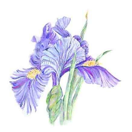 437x437 Fleur De Lis Lithograph