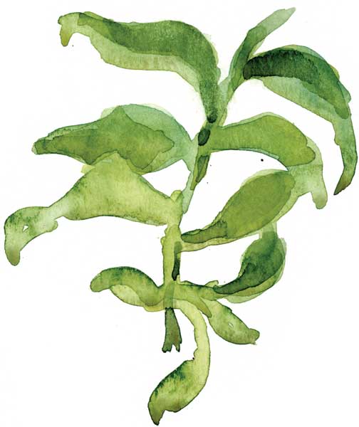 504x600 How To Paint A Watercolor Floral Still Life Step By Step Artist