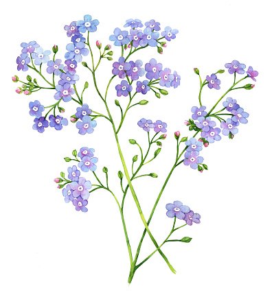 Forget Me Not Watercolor at GetDrawings | Free download