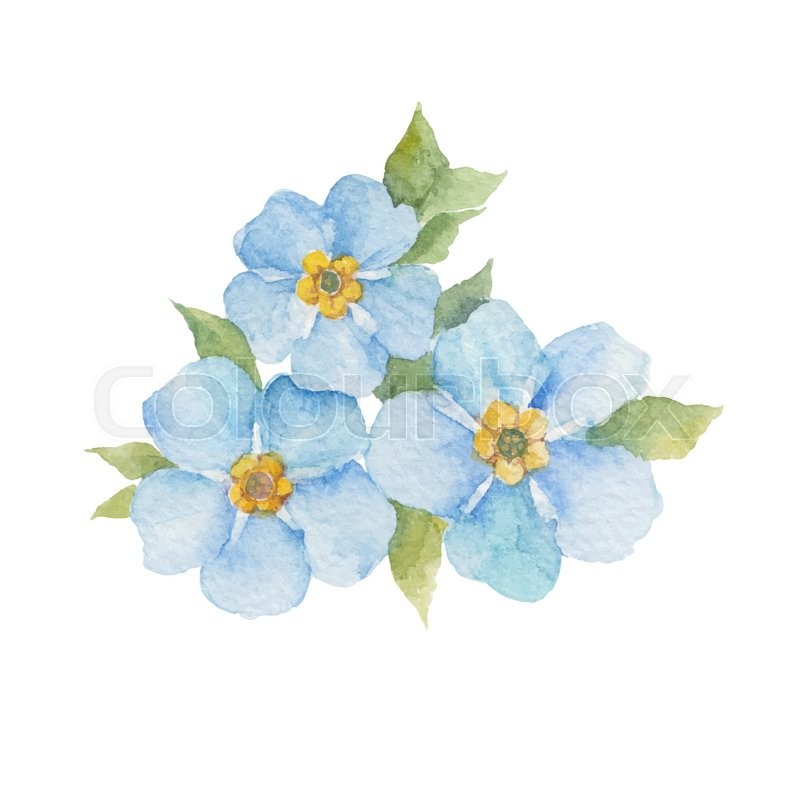 800x800 Forget Me Not Flowers Isolated On White Background. Vector