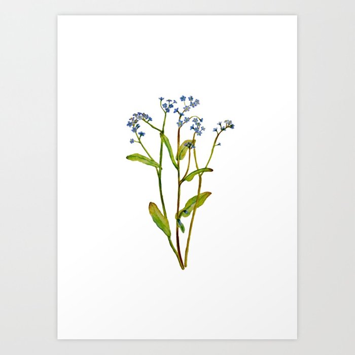 700x700 Forget Me Not Flowers Watercolor Art Art Print By Urskacernigoj