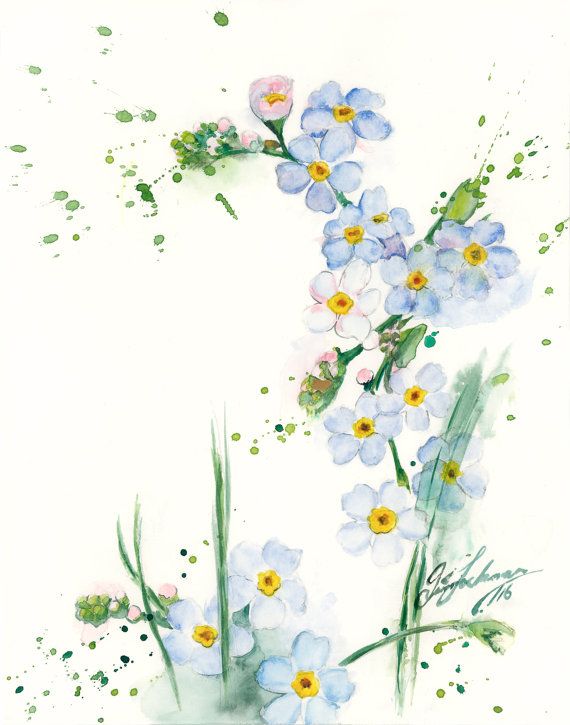 570x725 Forget Me Nots