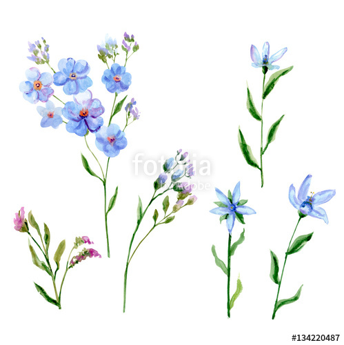 499x500 Set Of Blue Flowers, Forget Me Not, Tweedia, Stem And Leaves On