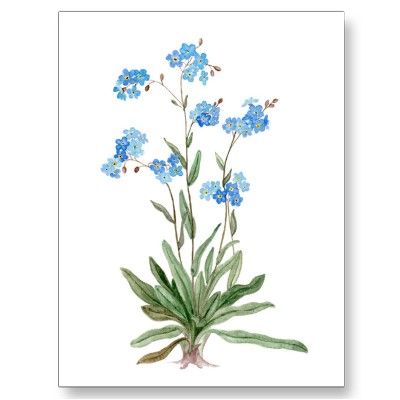 400x400 Watercolor Drawing Of Forget Me Not Flower Postcard