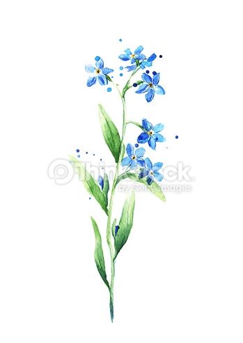 349x493 Blue Forget Me Not Flower Isolated On White Background, Watercolor