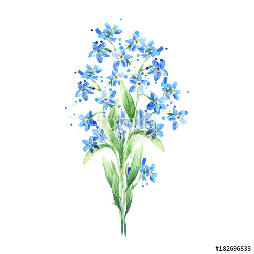 500x500 Bouquet Of Blue Wild Forget Me Not Flowers Isolated On White