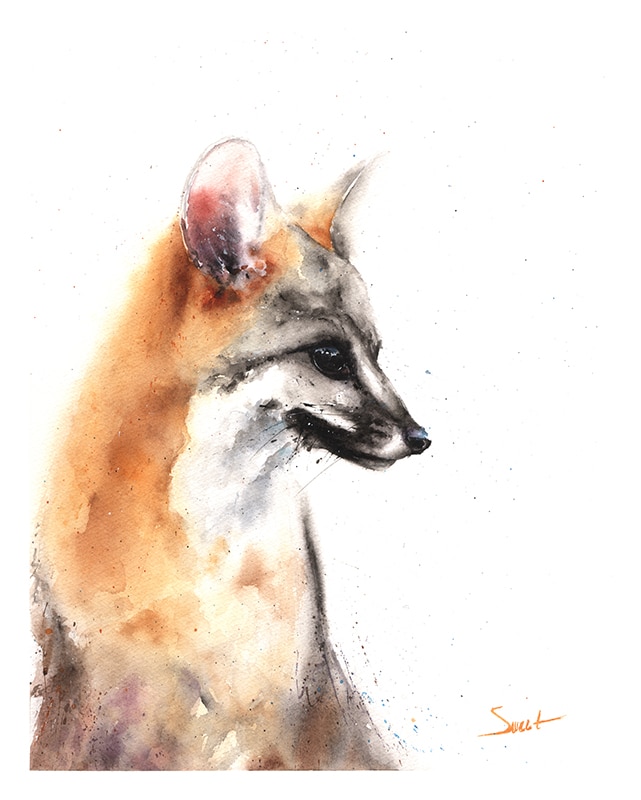 641x800 Fox Watercolor Print Watercolor Animal Paintings