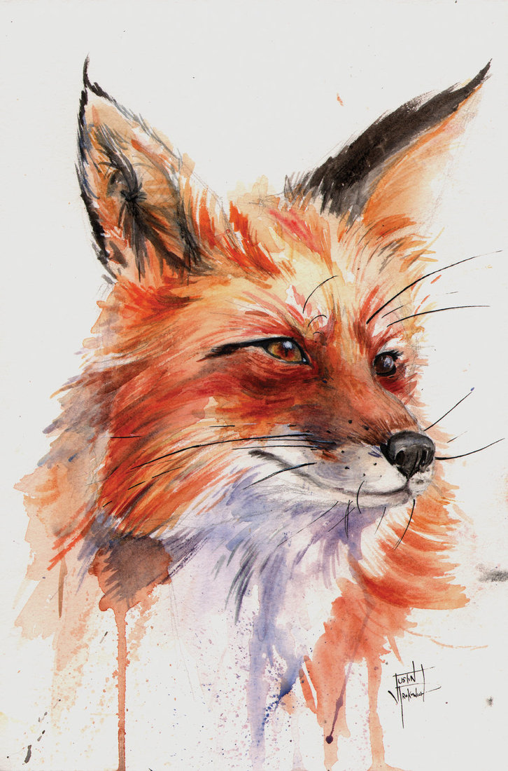 726x1100 Fox Study In Watercolor By Justinprokowich