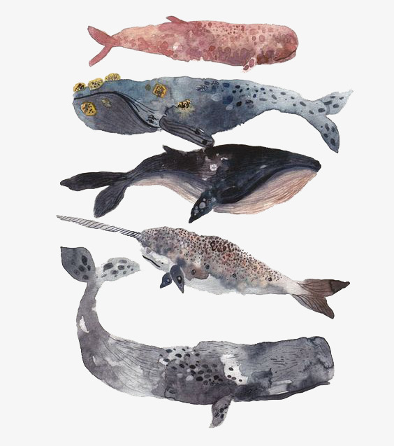 564x637 Shark Fish Samples, Hand Painted, Watercolor Painting, Marine Life
