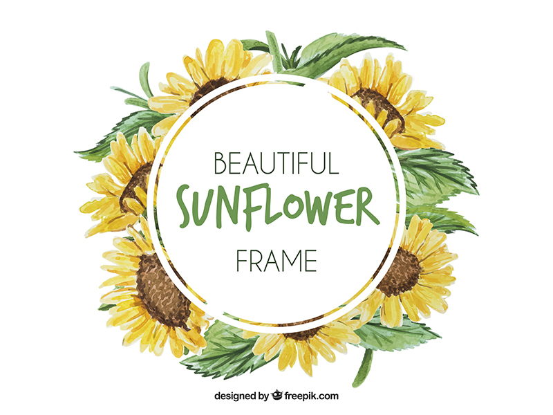 800x600 Watercolor Sunflower Frame By Stephanie Leidinger